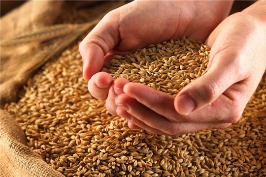 Аграрии республики готовят семена яровых зерновых и зернобобовых культур к севу