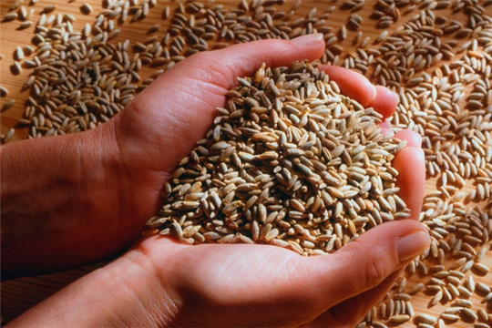 Минсельхоз продаст из запасов миллион тонн зерна