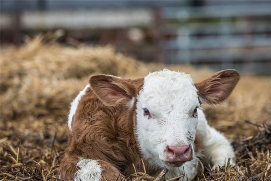 В России появился первый клонированный теленок