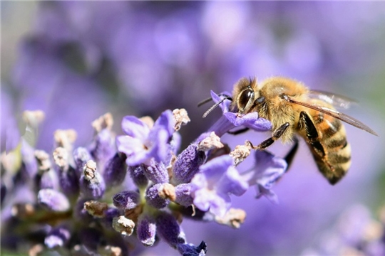 Аграрии должны оповещать пчеловодов об обработке полей пестицидами