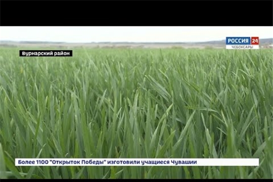 Аграрии Чувашии планируют завершить посевную за 2 недели