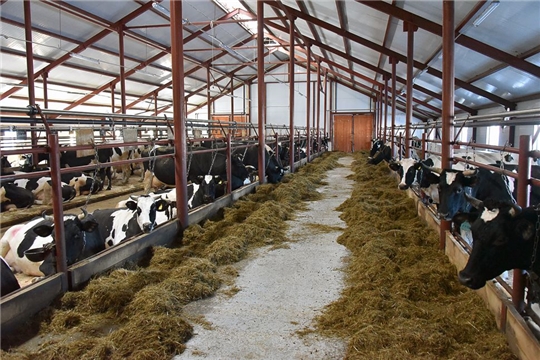 В Чувашии совершенствуется порядок возмещения затрат на строительство молочных ферм