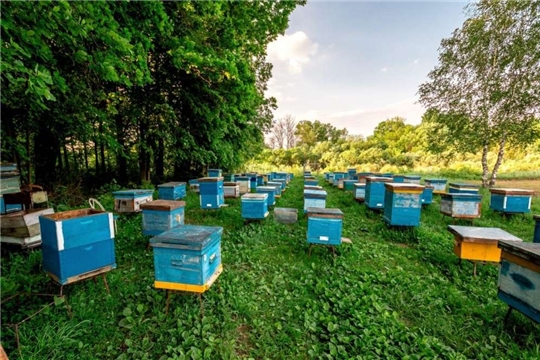 Во всех регионах России должны создаваться пчеловодческие кооперативы