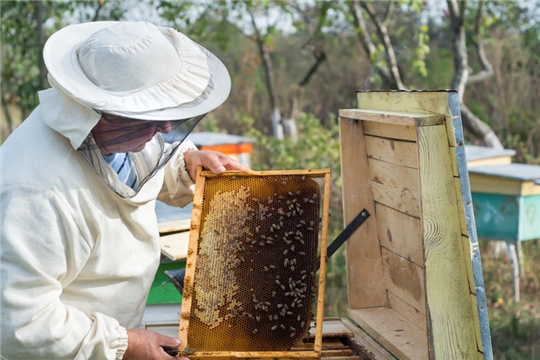 Законопроект о пчеловодстве внесен в Госдуму