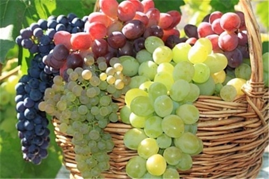 Минсельхоз и Финансовый университет при участии Россельхозбанка будут готовить виноградарей и виноделов по программе МВА