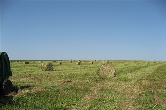 В хозяйствах Ибресинского района продолжается работа по заготовке кормов