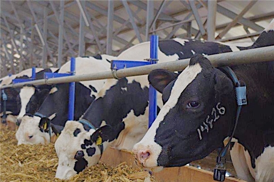 Производство молока  в Чувашии за  январь-июнь 2020 года выросло на  4,9%