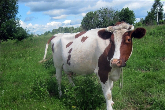 27600 жителей Чувашии получили субсидии на содержание коров