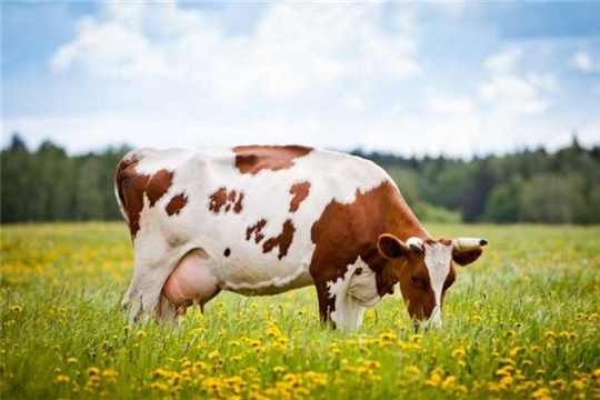 Выдача субсидии на содержание коров в Чувашии продолжается