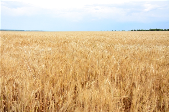 С начала года сельхозтоваропроизводителям Чуваши перечислено 1,1 млрд. рублей господдержки