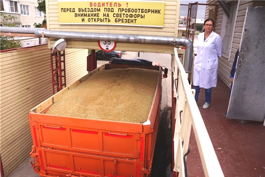 На 17 августа на хлебоприемные пункты АО «Чувашхлебопродукт» поступило 36,6 тыс. тонн зерна