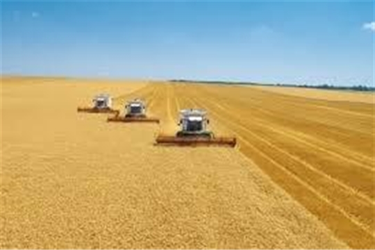 В Батыревском, Канашском, Яльчикском и Янтиковском районах республики убрано более половины площади зерновых культур