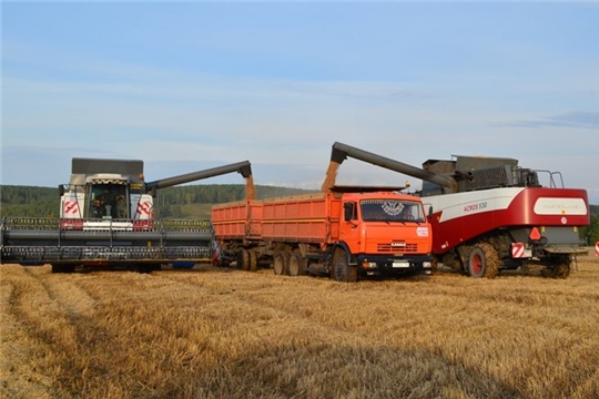 В хозяйствах республики намолочено более 600 тыс. тонн зерна