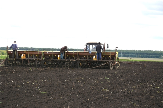 В хозяйствах Батыревского района намолочено 46043 тонн зерна при урожайности 34 ц/га