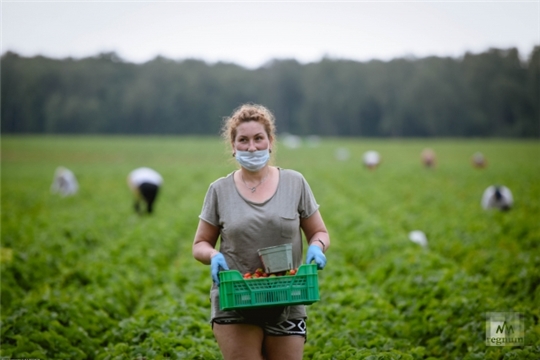 Зарплата в сельском хозяйстве России выросла на фоне пандемии — Патрушев