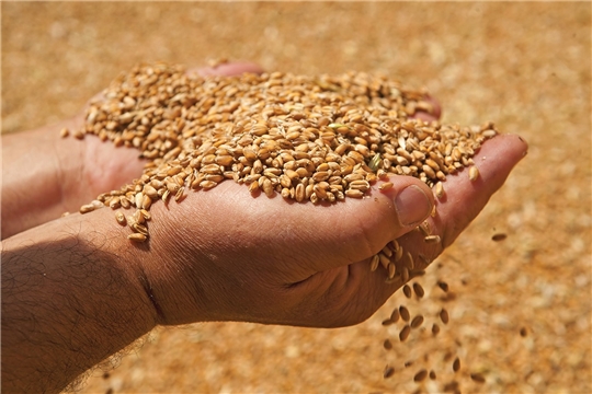 Зерно получит межгосударственный стандарт