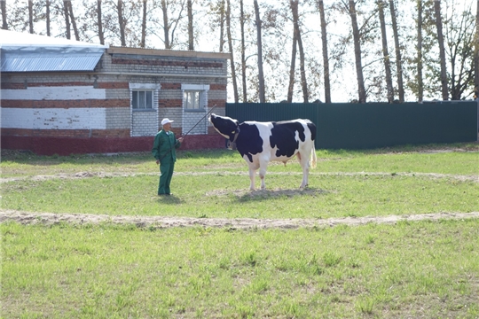 В АО «Чувашское» по племенной работе прошла ежегодная выводка быков-производителей