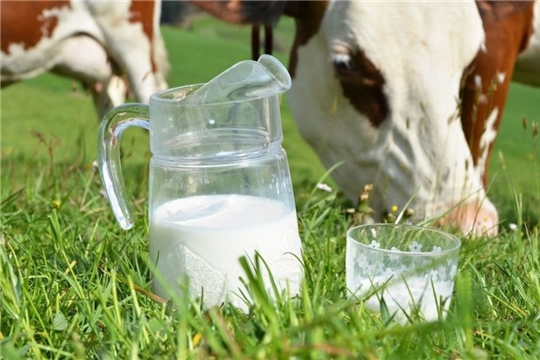 В Чувашской Республике увеличился средний надой молока