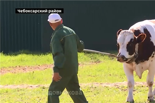 В АО "Чувашское" по племенной работе продемонстрировали лучших породистых быков-производителей
