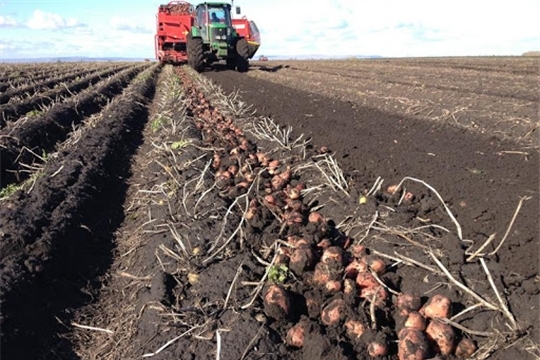 В хозяйствах Шемуршинского района продолжается уборка картофеля