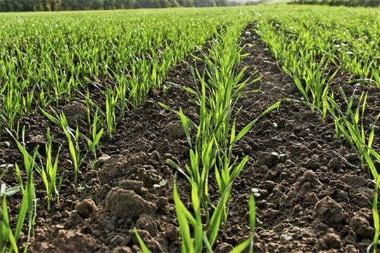 Площадь сева озимых зерновых культур превысила показатель прошлого года
