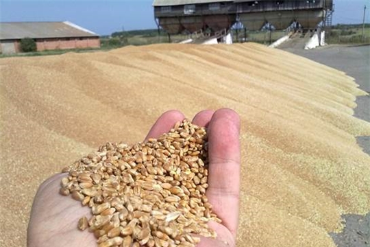 Валовой сбор зерна в республике превышает показатель прошлого года на 31,4%