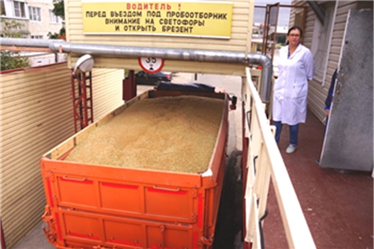 АО «Чувашхлебопродукт» в 4 раза нарастил закупки продовольственной ржи