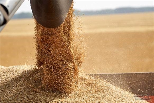 Валовой сбор зерна в республике более чем на 30%  превышает показатель прошлого года