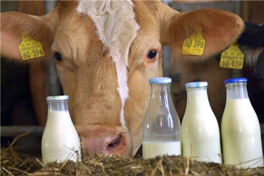 Чувашские аграрии нарастили  объемов производства молока на 3,7 %