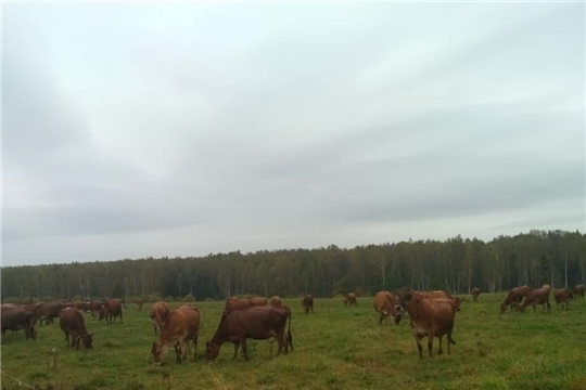 Обучение органическому молочному животноводству в Калужской области