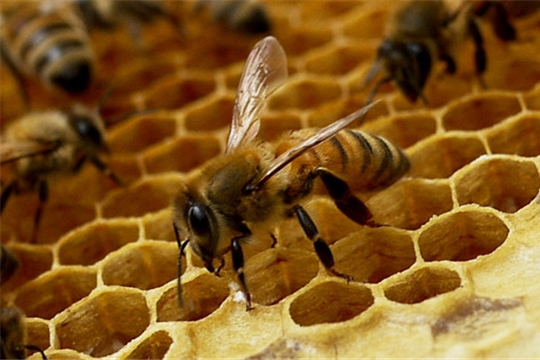 В рамках «Золотая осень – 2020» прошел круглый стол на тему «Результаты проводимой работы в подотрасли пчеловодства в Российской Федерации»