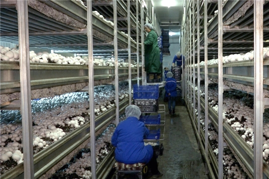 Правительство РФ отнесло культивируемые грибы к сельхозпродукции