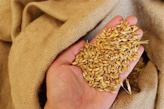 На подработке и очистке семян яровых зерновых и зернобобовых культур в республике работает 151 звено.