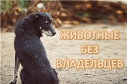 Государственная ветеринарная служба Чувашской Республики