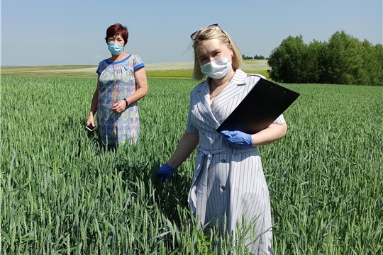 Продолжается осмотр земельных участков на предмет соблюдения условий заключенных договоров аренды