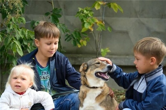 Депутат Госсовета Чувашии Алексей Мурыгин посетил пункт передержки бездомных собак