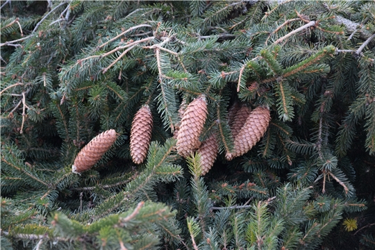 Атмосферу новогоднего праздника столице Чувашии придадут световые решения, яркие арт-объекты, гобо-проекции