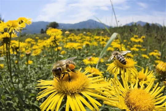 Особлюдении регламента применения химических средств защиты растений и агрохимикатов и обязательном информировании пчеловодов о сроках и времени проведения обработок посевов сельскохозяйственных культур