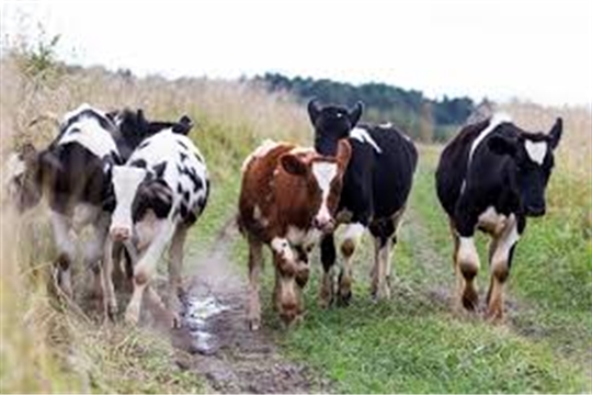 В Порецком районе еще два хозяйства оздоровлены от лейкоза крупного рогатого скота