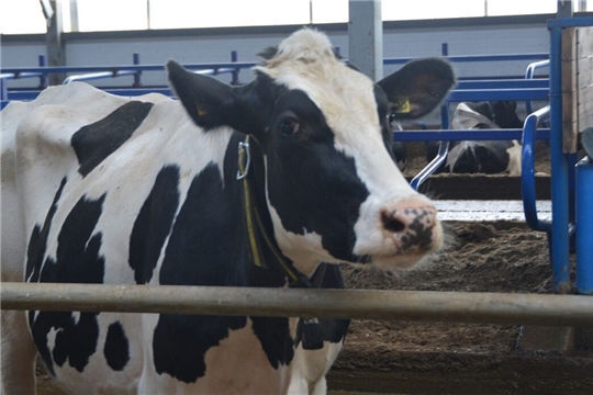 Владельцы личных подсобных хозяйств Шемуршинского района подают заявления на субсидию на содержание коров