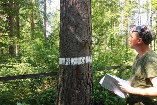 В Шемуршинском лесничестве провели обследование аттестованных плюсовых деревьев сосны обыкновенной