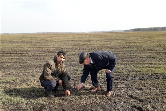 В Шумерлинском районе приступили к подкормке озимых зерновых культур.