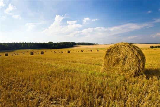 В хозяйствах Шумерлинского  района продолжается работа по заготовке кормов