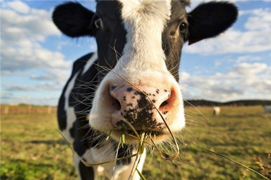Жителям Шумерлинского района на содержание коров уже выплатили более 2,3 млн. руб.