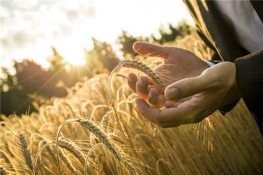 В России утвердили план реализации стратегии развития зернового комплекса