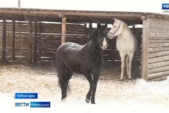 На всероссийских конных соревнованиях примут участие спортсмены из Чувашии