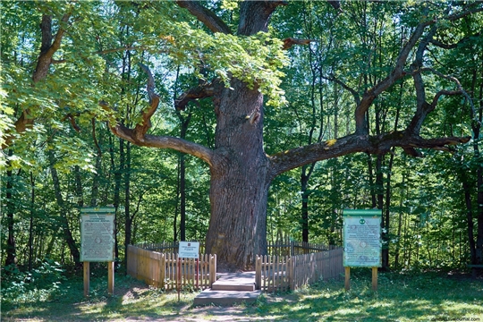 Поддержите древний чувашский дуб в национальном конкурсе «Российское дерево года 2020»