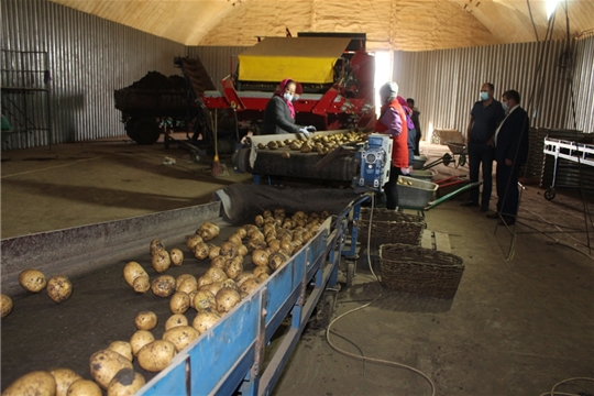 Уборка картофеля в КФХ "Ямуков Г.Н."