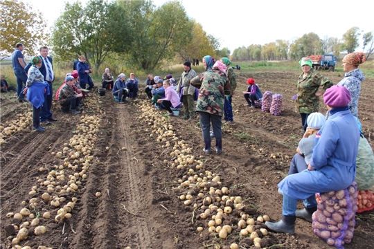 Урожай картофеля КФХ «Ямуков Г.Н.» радует глаз