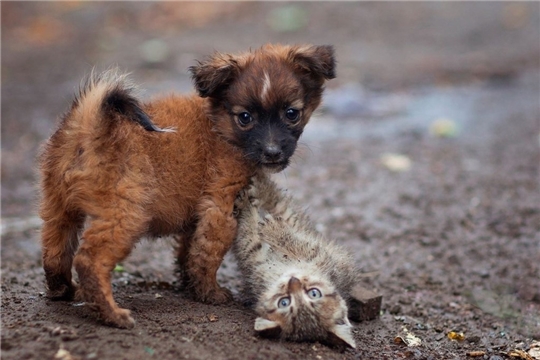 В Правительство Российской Федерации направлены предложения по созданию приютов для животных без владельцев в Чувашской Республике